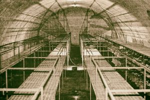 Communications Bunker being used for mushroom growing post-WWII.