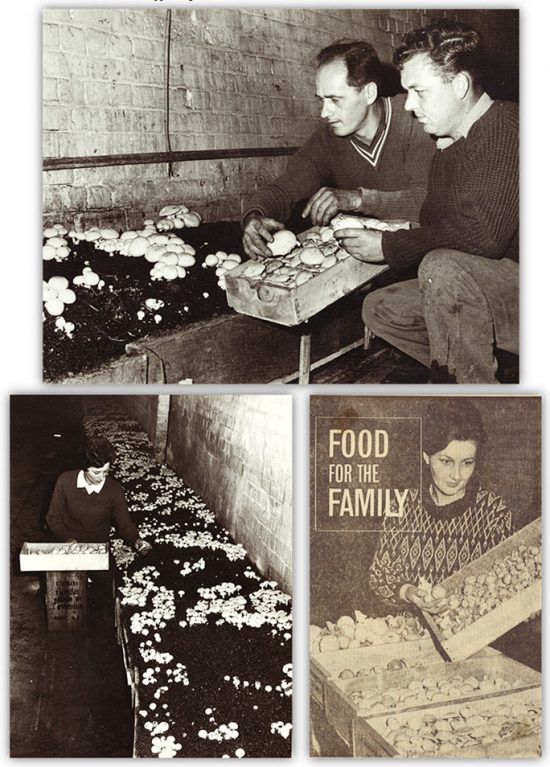Top: Craig Spiel and Dirk Ravenstein inspecting the mushrooms. Bottom Left: Ann Spiel picking mushrooms. Bottom Right: Mien Ravenstein extract from The Advertiser titled "Food for the Family" c.1968. (Source: Supplied)