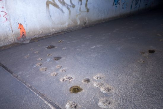 Urban Exploring The Adelaide Darkie [Part 2] — Awesome Adelaide
