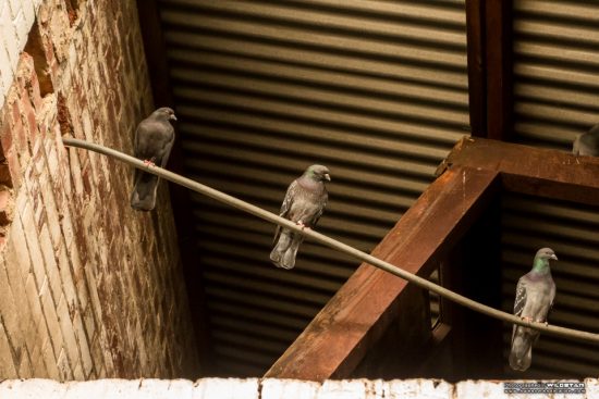 Urban Exploring Freshly Baked — Awesome Adelaide