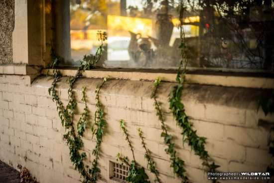 Urban Exploring The Pot House — Awesome Adelaide