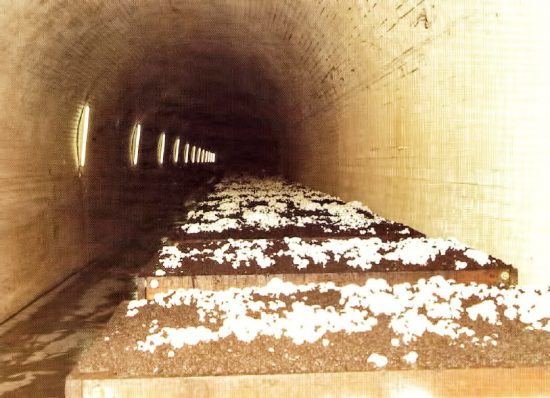 Mushrooms growing inside one of the Sleep's Hill tunnels.