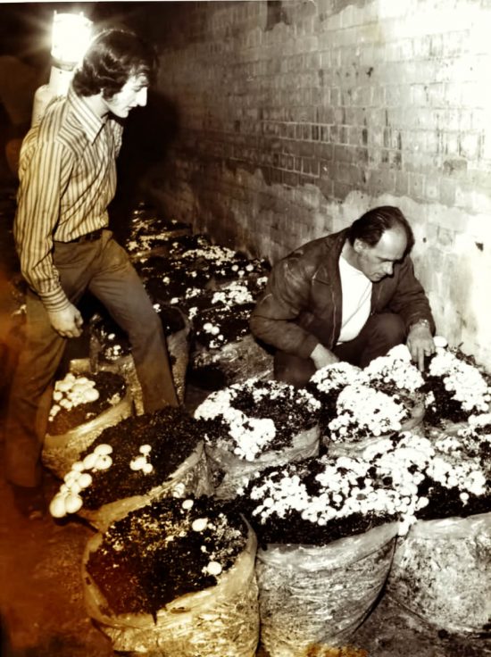 Craig and son, Ron Spiel introducing the innovation of growing mushrooms in polythene bags.